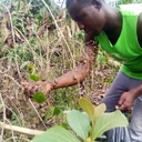 Our Peace Ambassador David with Peace Building Team and God's help will plant 10000 trees in Ghana this year???????? Will you plant a tree this spring?<br /><br />Hello Peace makers how are you today please reply. I’m so happy to announce you New Global Peace Building Network initiative - Plant a Tree to Stop Global Warming - with a goal to plant 1 billion+ trees.<br /><br />Please join this very important initiative and plant trees and make clean the waste ecological project this spring yourself, with your team and organizations. Also to raise up to the next level as Ambassador for Peace please pass announcement below to your ministers of education that their schools and universities will join, local authorities, government and your president.<br /><br />New Global Peace Building Network initiative - Plant a Tree to Stop Global Warming - with a goal to plant and raise 1 billion+ trees till 2027 is looking for Partners Globally from all fields of life: Business, Government, Nonprofits, Churches, Sports, Culture, Science, Health, Arts, Education etc. organizations, also individuals: governors, mayors, local leaders, police, military personnel, as well as local residents, volunteers and youth clubs are more than welcome to partner.<br /><br />Partners will plant trees by their homes, parks, schools, urban areas, rural areas, farms or national forests etc. Planting trees is a simple thing everyone can do to reduce carbon dioxide, a principal greenhouse gas that contributes to global warming.<br /><br />Partners are also welcomed to make more additional eco projects to clean the planet from the waste.<br /><br />Video Presentation https://youtu.be/dhBCAp_6w1c<br /><br />No matter where you live, you can plant trees and take a proactive, positive step toward keeping our planet healthy. As trees grow they absorb carbon dioxide (CO2), the main ‘greenhouse gas’ responsible for global warming, thereby reducing the concentration of this gas in the atmosphere. Planting trees can help much in reducing global warming than any other method. Plant a tree is the best from any perspective:<br /><br />-science, planting trees is hugely beneficial to the world in the face of accelerating climate change.<br /><br />There is now a strong international scientific consensus that human activity is causing global warming.<br /><br />-At a local level, tree-planting on deforested lands creates further environmental benefits. Forests play a vital role in regulating water supplies, helping to minimize both water shortages in times of drought and damaging floods in heavy rains.<br /><br />- Religion: John 14:23 Jesus: “Anyone who loves me will obey my teaching. My Father will love them, and we will come to them and make our home with them. “The three greatest challenges of modern society are solving pollution problems, creating a consciousness for protecting the environment, and increasing food production. If any one of these is neglected, humanity will become extinct. “, “Religious people must lead the way in the effort to save nature. Nature is God’s creation and His gift to humankind. We must work quickly to awaken people to the preciousness of nature and the urgent need to restore it to the rich and free state it enjoyed at the time of Creation.” Reverend Sun Myung Moon<br /><br />-Socio-economic benefits of reforestation projects include direct employment, infrastructure development, skills-transfer and the creation of markets for related products and services.<br /><br />Please join the initiative this spring and after project please send to us irffmd@gmail.com your reports, photo and video and post it on our International Plant a Tree to Stop Global Warming Page too https://www.facebook.com/plantatreestopglobalwarming<br /><br />Also you could join with a sponsorships or donations: Sending donations by Bank wire etc. to GPBNet https://ivacademy.net<br /><br />Let's work together to pass a clean and green planet to our descendants!!!<br /><br />Thank you very much and for any questions contact global activist Nicolae Cirpala WatsApp t.+7 981 130 83 85